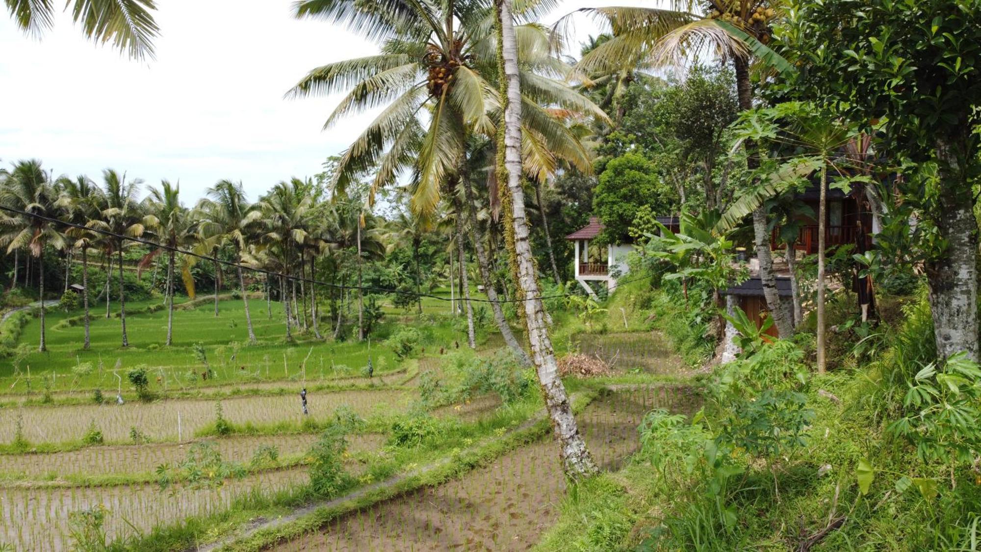 Nea Cottage Lombok Tetebatu Bagian luar foto